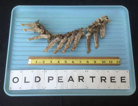 Genuine Complete Deer Spine Back Vertebrae Jointed Parts Anatomy