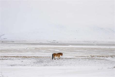 Distant Icelandic Horse Pasturing In Snowy Meadow In Highlands Of
