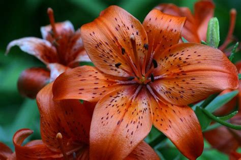 It is often most active at dawn and dusk, but fortunate observers sometimes spot one hunting fish and frogs in bright daylight. Tiger lily flowers, Tiger lily, Tiger lily tattoos