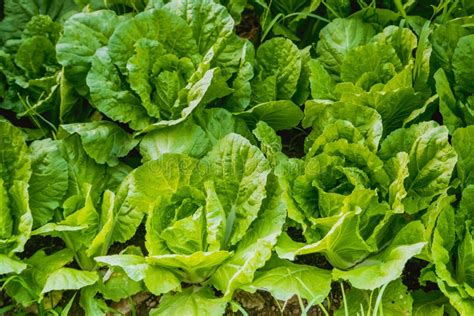 Close Up Vegetable Garden Vegetable Greenhouse Lettuce Agriculture