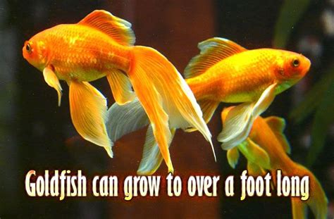 Interesting Facts About Gold Fish Did You Know Pets In 2020 Pet