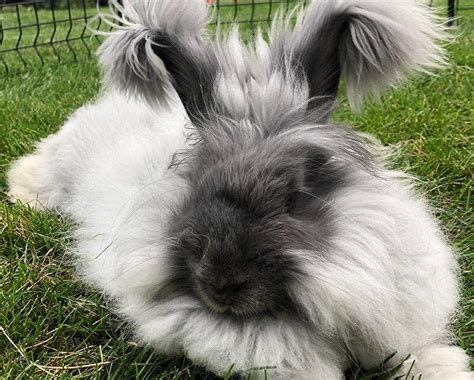 5 Angora Rabbit Breeds With Pictures Hepper