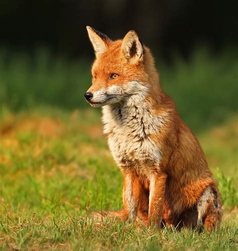 Red Fox Jon Hawkins Surrey Hills Photography Pet Fox Animal