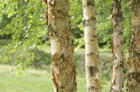 The River Birch Tree Floridas Big Birch Beauty