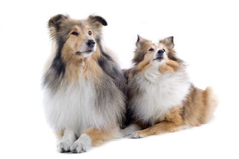 Scottish Collie Dogs Stock Image Image Of Puppy White 4097749