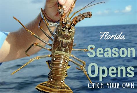 2016 Florida Lobster Season Opens For A Fresh Catch Authentic Florida