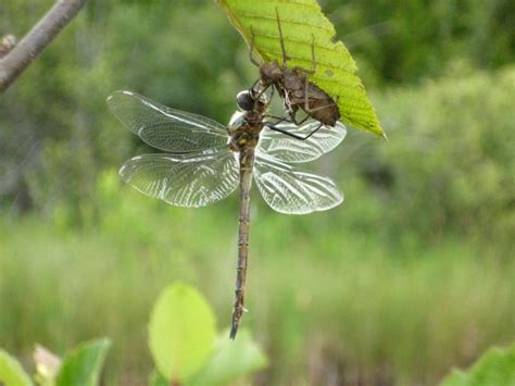 Endangered Dragonflies Raised In Captivity Being Released In Illinois