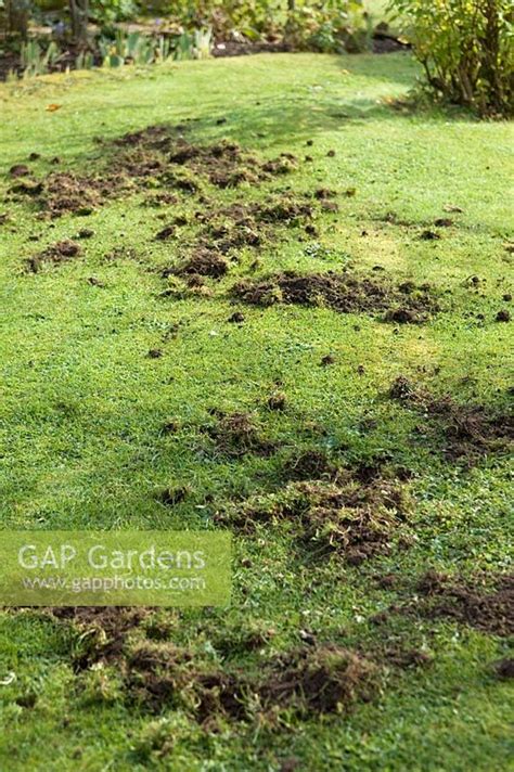 Mole Damage To Lawn Stock Photo By Marcus Harpur Image 0221725
