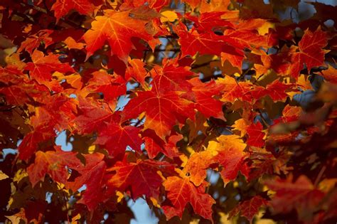 When Fall Colors Will Peak In Michigan In 2017