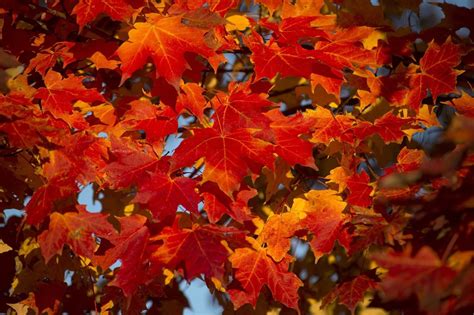 When fall colors will peak in Michigan in 2017 - mlive.com