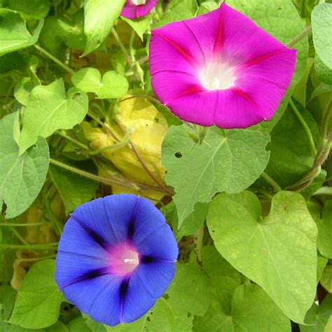 Morning Glory Flower Garden Seeds - Mixed Colors - 1 Oz - Annual Flower