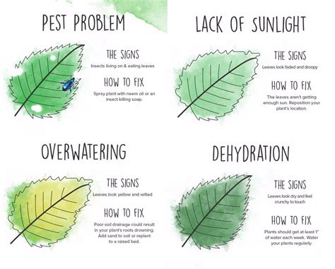 Watch out for these telltale signs how can i salvage my overwatered orchid? What's wrong with my plant? How to 'read' your leaves