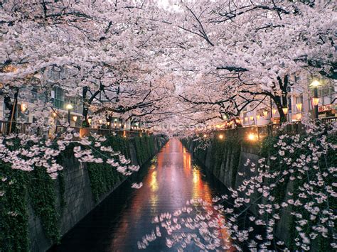 Sakura On Meguro River Wallpaper Wallsauce Uk