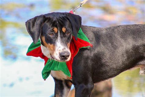 Adopt Barney On Entlebucher Mountain Dog Dog Mixes Mountain Dogs