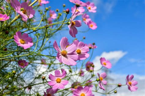 9 Fakta Bunga Cosmos Tanaman Cantik Yang Minim Perawatan