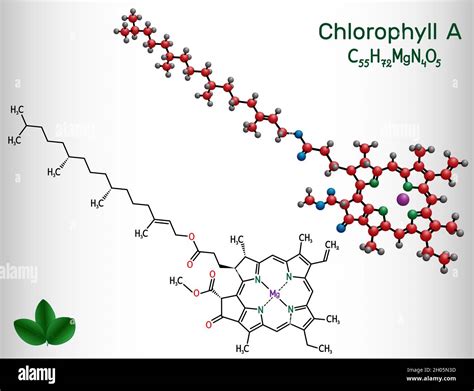 Molécula de clorofila fotografías e imágenes de alta resolución Alamy