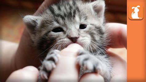 These 1 litre pots filled with organic and vegan certified soil have all nutrients and minerals your cat grass seeds need to keep on growing for up to three weeks! Precious Baby Kitten Nibbles on Fingers - Kitten Love ...