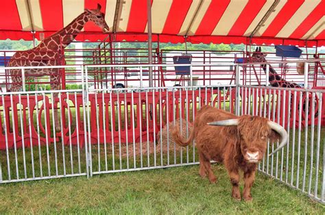 As our community gradually reopens and eagerly seeks ways to reconnect with. Altamont Fair add family friendly features - Times Union