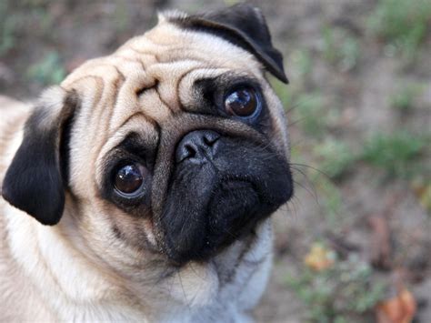 Cute Puppy Dogs Pug Dog Puppies