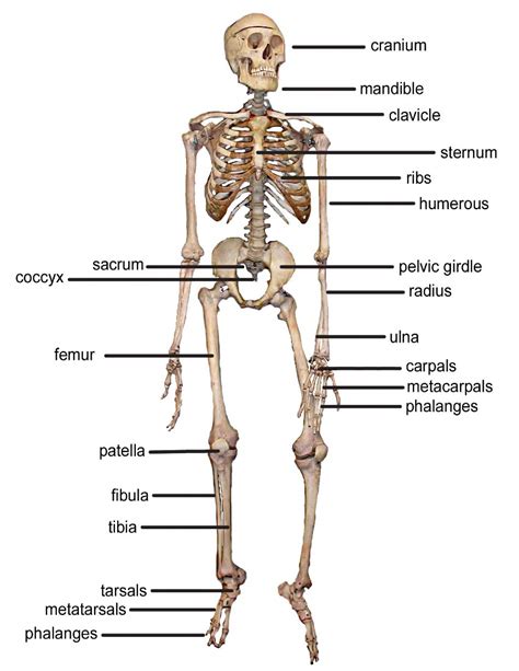The chest anatomy includes the pectoralis major, pectoralis minor and the serratus anterior. skeleton bones front - /medical/anatomy/bones/skeleton ...