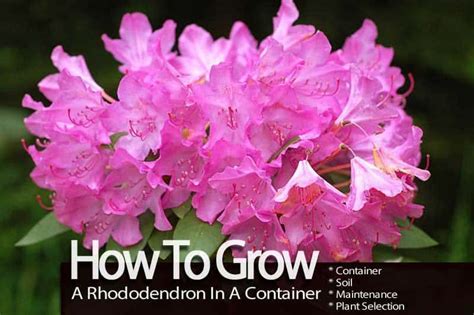 Suggested planting locations and garden types. How To Grow A Rhododendron In A Container