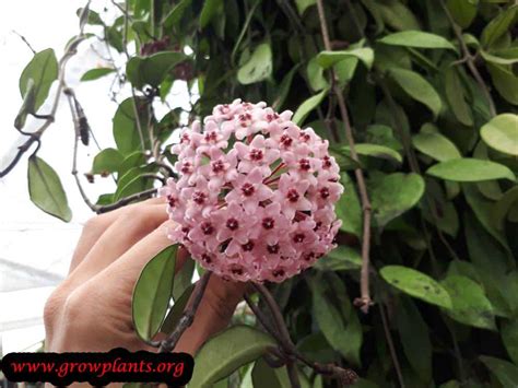 A hoya carnosa compacta benefits from yearly pruning. Hoya carnosa - How to grow & care