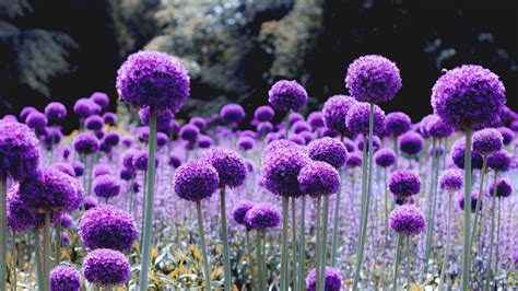 Download Wallpaper 1920x1080 Allium Bloom Purple Glade Full Hd Hdtv