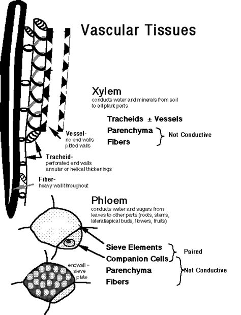 Types of tissues description function cell type. Tissue Types