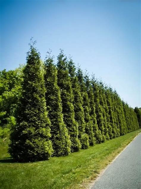 Plant one every 5 to 6 feet and they quickly create a dense barrier. Buy Thuja Green Giant | Thuja Trees for Sale | The Tree Center