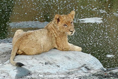 Young Male Lion Sitting On A Rock Photograph By Maryjane Sesto Pixels
