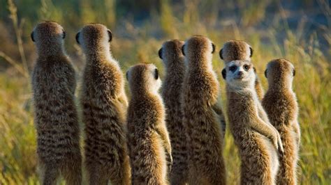 Meerkat Mob Bing Wallpaper Download