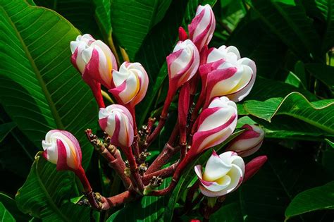 Tons of plumeria growing information. Plumerias: Plant Care and Collection of Varieties - Garden.org