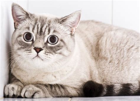 What Is Feline Hyperesthesia Syndrome Petguide