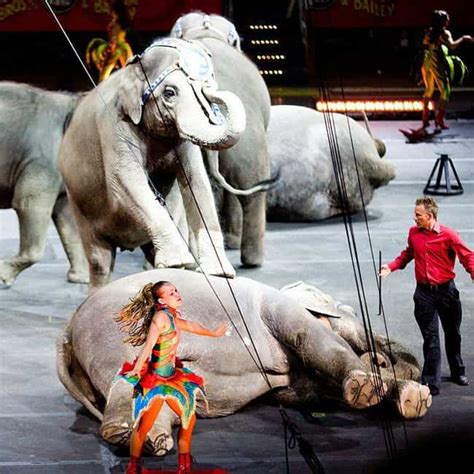 14 Disturbing Facts About Circus Animals Viraluck