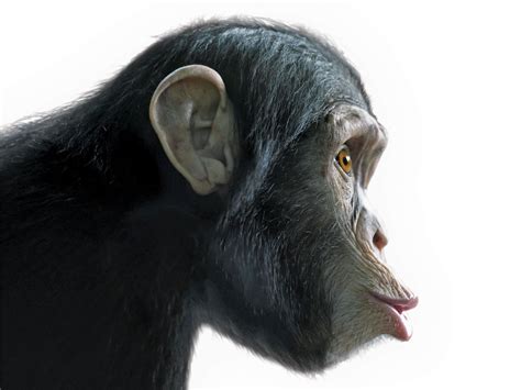 Human Chimp Dna Comparison The Institute For Creation Research