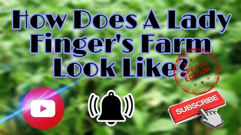 Lady finger bananas are native to australia and southeast asia. How does lady finger plant looks like?? - YouTube