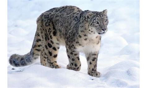 Snow Leopard X Lion Hybrid Lioden
