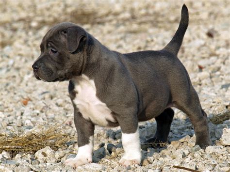 See more ideas about pitbull puppies, puppies, pitbulls. 10 Adorable Pitbull Puppies Who're Ready To Blow Your Mind!