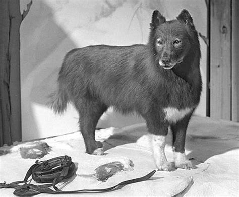 Cleveland Museum Of Natural History Opens New Exhibit On Balto