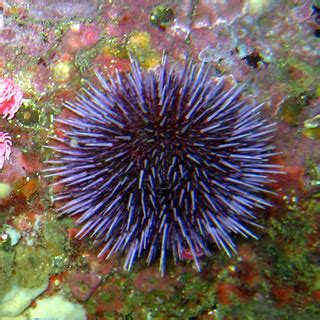 Porifera, Echinodermata, and Cnidaria - Animal Classification