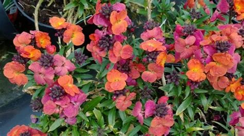 Check spelling or type a new query. Erysimum - Rare Plant Fair