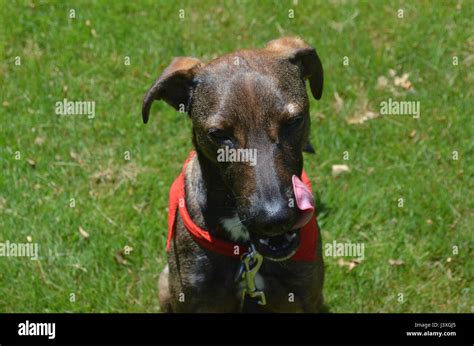 Gorgeous Aruban Cunucu Dog Licking His Nose On A Summer Day Stock Photo