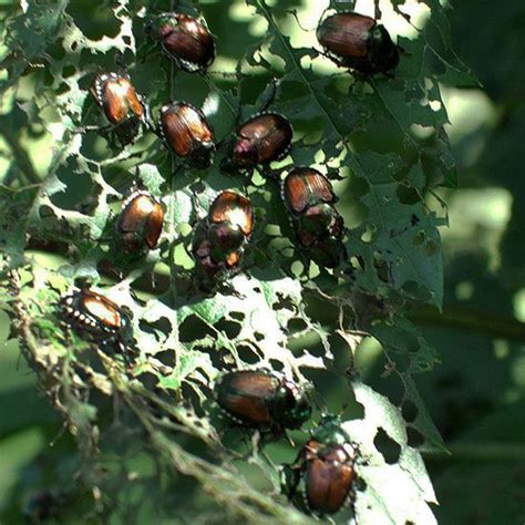 Adult Japanese Beetles Feed On Flowers And Leaves Of Various Trees And