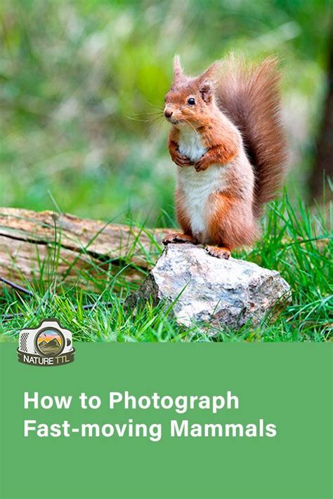 How To Photograph Fast Moving Mammals Wildlife Photography Tips