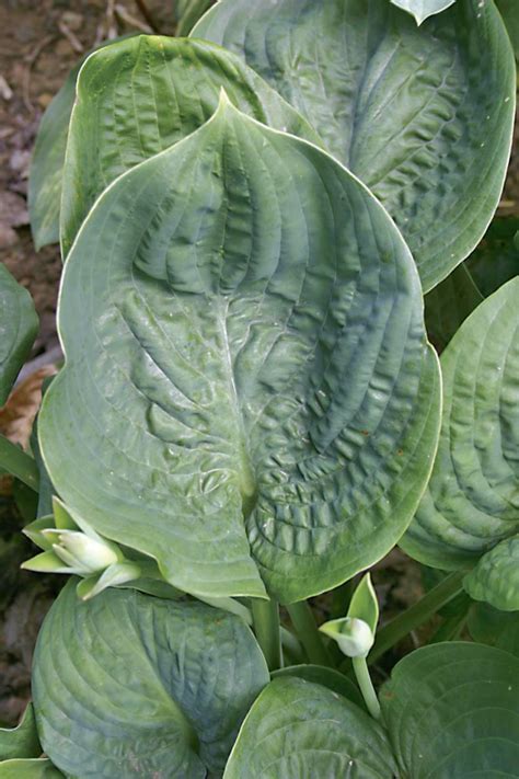 Cloudburst Hosta Shade Perennial Slug Resistant Hosta Plant Nh Hostas