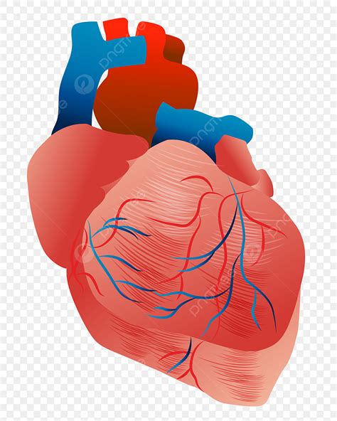 Corazón Humano Corazón Células Plaquetas Png Dibujos Corazón Humano