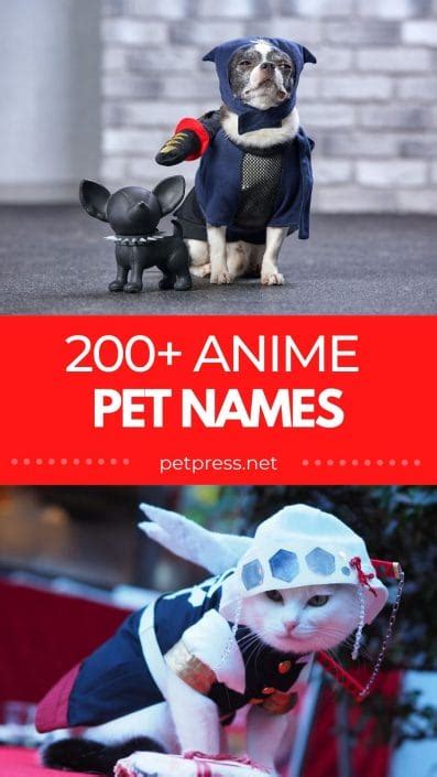 Best Anime Pet Names Over 200 Unique Name Ideas For Your New Pet