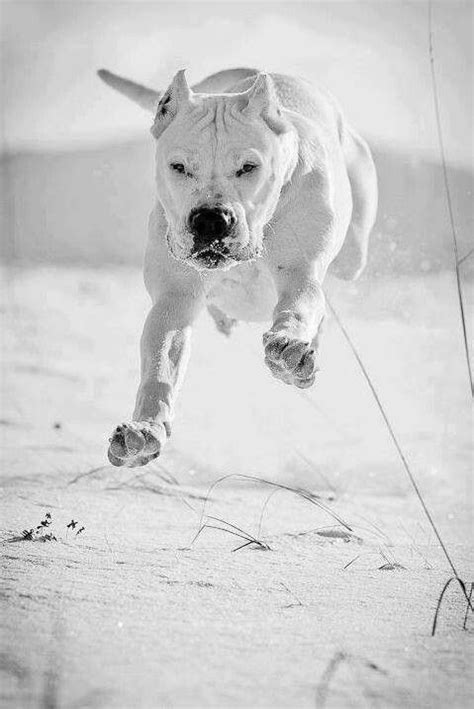 Dogo Argentino Black Price