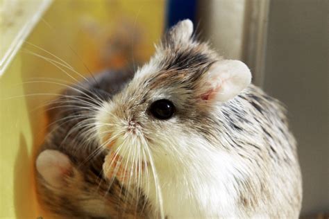 Interesting And Fun Facts About Hamsters Tons Of Facts