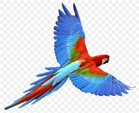 Parrot Bird Png 1286x1050px Parrot Beak Bird Bird Nest Color